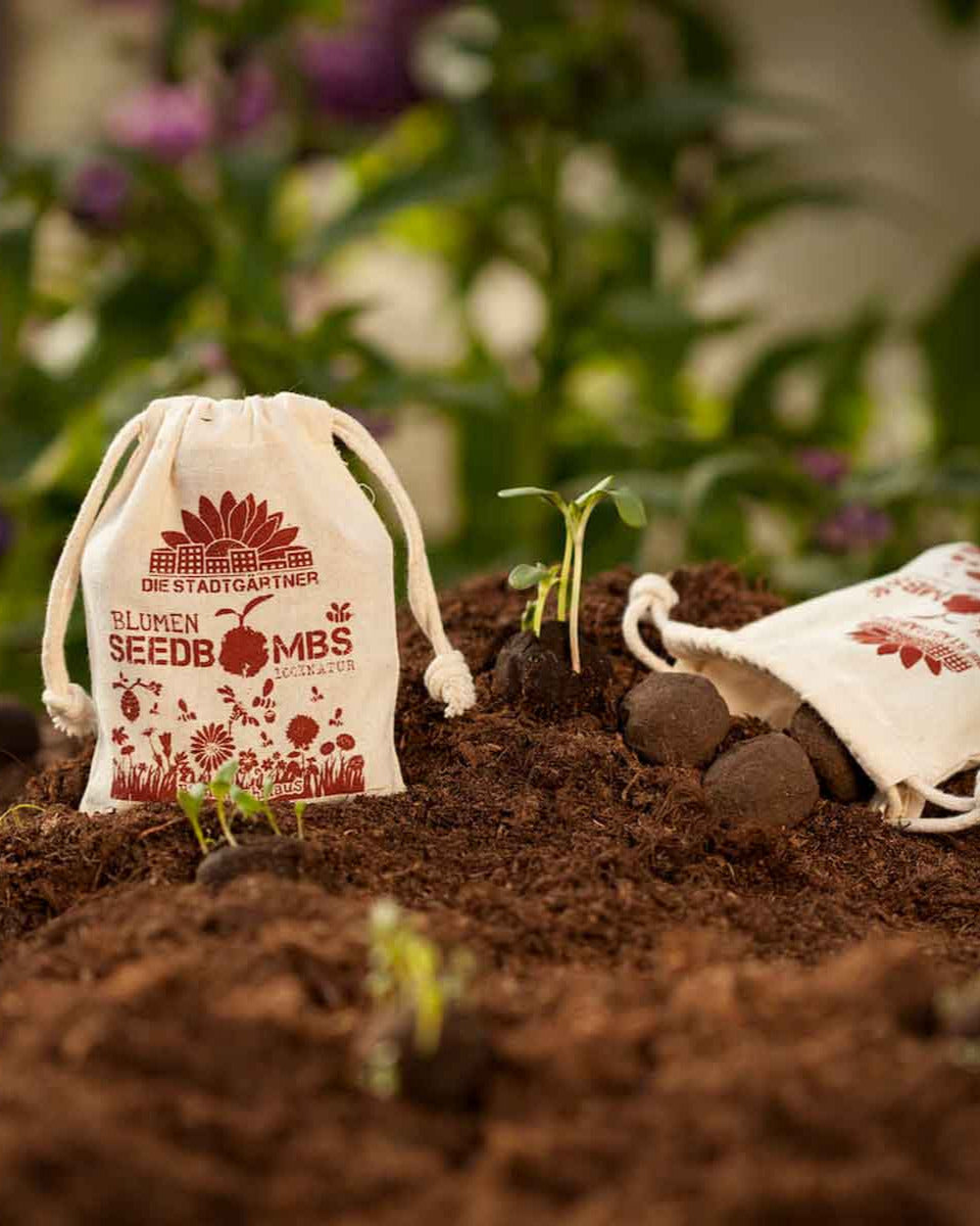 DSG-Samenbombe-Bienenschmaus-03