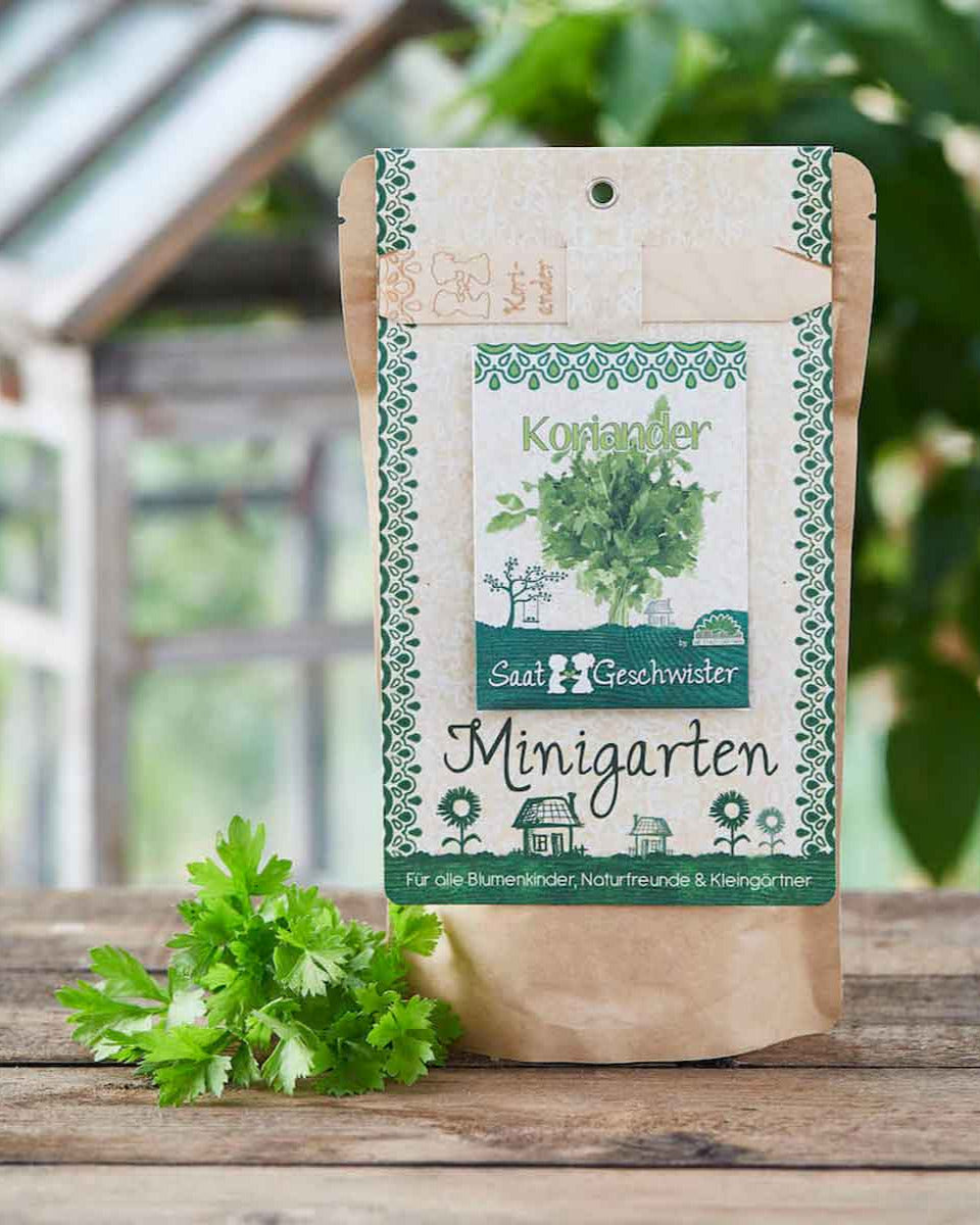 DSG-koriander-Minigarten-02