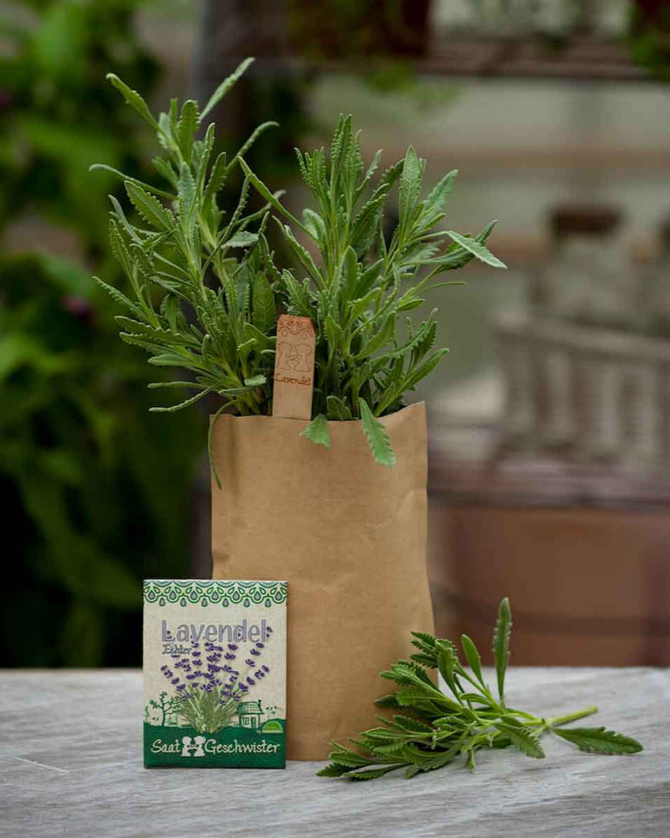 DSG-lavendel-Minigarten-04