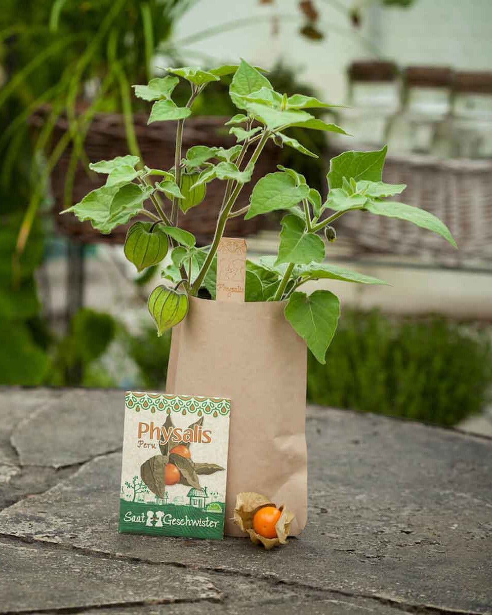 DSG-physalis-Minigarten-02