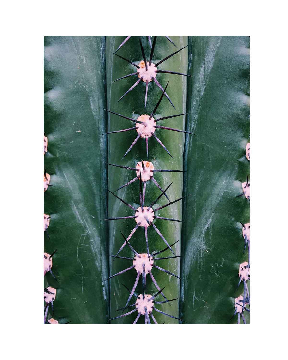 Human Empire Artist Series Natural Symmetry Kaktus Poster 50x70 cm