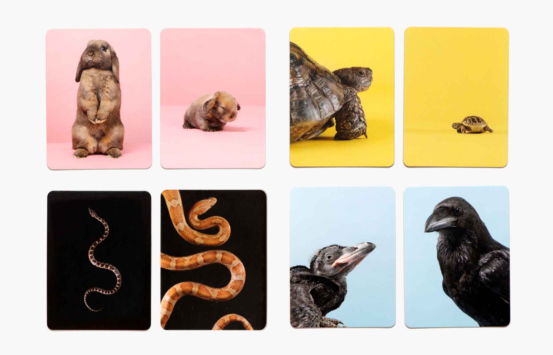 Tier-Baby Memo klein & groß Spiel ab 4 Jahren