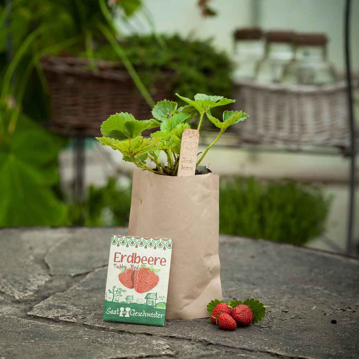 Erdbeere Tubby Red Minigarten Früchte DIY Anzucht Set