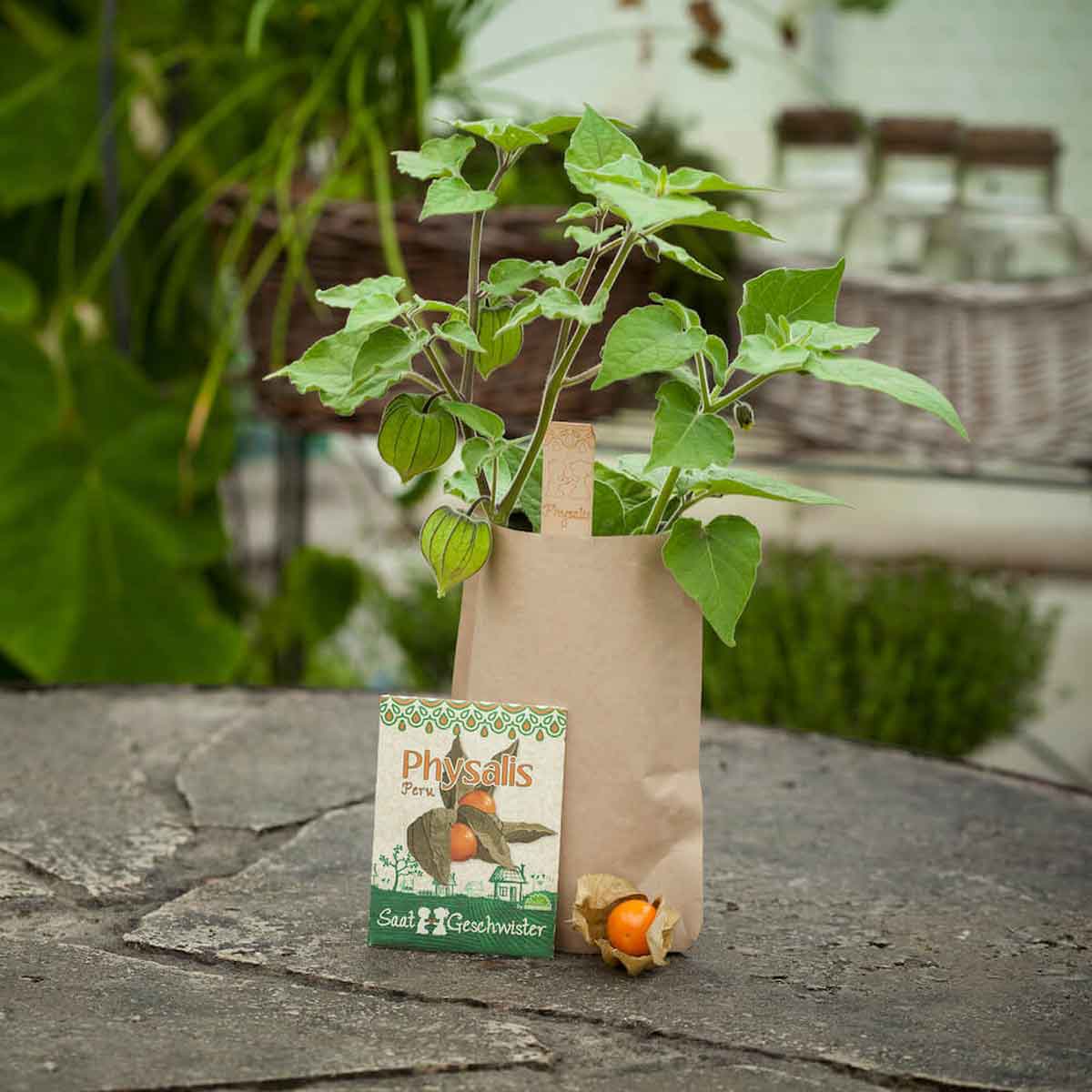 DSG-physalis-Minigarten-02