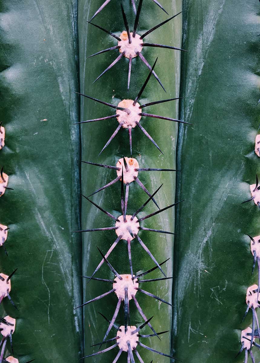 designhype_humanempire_natural-symmetry_web59ca73d26091b